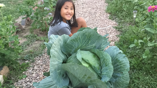 Bonnie 3rd Grade Cabbages – Bonnie Cabbage