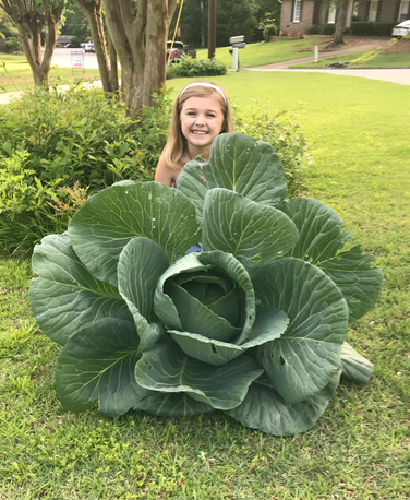 Bonnie 3rd Grade Cabbages
